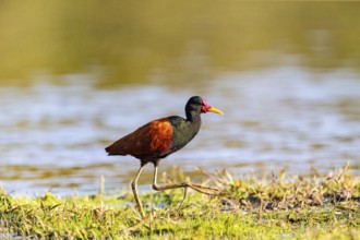 Red-fronted leaflet (Jacana jacana) Pantanal Brazil