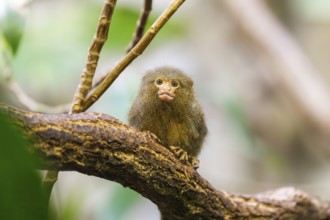 Eastern pygmy marmoset (Cebuella niveiventris) climbing on a tree in a forest, captive, Germany,