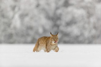 One young male Eurasian lynx, (Lynx lynx), walking over a deep snow covered meadow with a forest in
