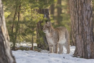 One young male Eurasian lynx, (Lynx lynx), standing on a snow covered forest ground in early