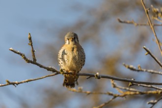 One American kestrel (Falco sparverius) sitting on a twig in early morning light with a blue sky in