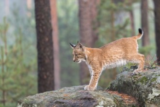 One young Eurasian lynx, (Lynx lynx), walking over a rock in a forest. Early morning light at