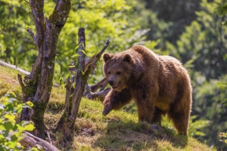 An adult female brown bear (Ursus arctos arctos) walks up a hill between dead trees