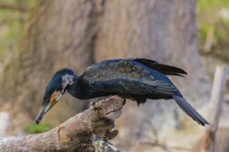 Great cormorant, Phalacrocorax carbo, sits on a branch