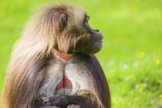 Portrait of an adult male Gelada (Theropithecus gelada), or bleeding-heart monkey, resting on a