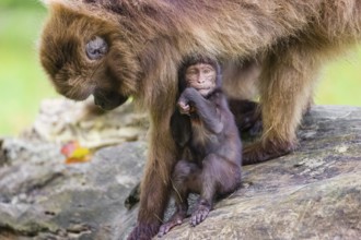 A baby Gelada (Theropithecus gelada), or bleeding-heart monkey, stays in close contact to his