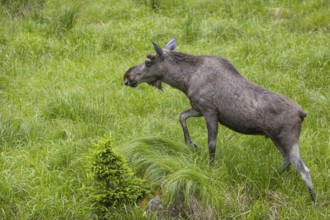 One adult male moose or elk, Alces alces, walking over a meadow with tall fresh green grass