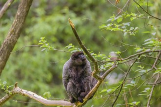 A common woolly monkey, brown woolly monkey, or Humboldt's woolly monkey (Lagothrix lagothricha)