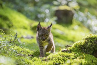 One young (10 weeks old) male Eurasian lynx, (Lynx lynx), walking over a mossy, wet forest floor.