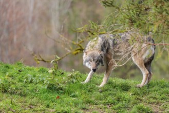 A male eurasian grey wolf (Canis lupus lupus) stands on top of a hill on a sunny autumn day and
