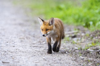 Fox (Vulpes vulpes) puppy Germany