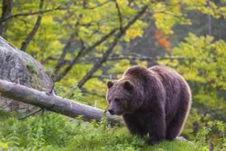 An adult female brown bear (Ursus arctos arctos) stands grazing on a green meadow. A bright green
