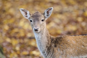 European fallow deer (Dama dama) doe, portrait, in a forest, Bavaria, Germany, Europe