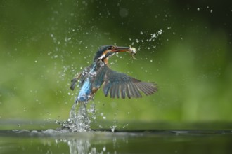 Common kingfisher (Alcedo atthis) adult bird emerging from water of a lake with a fish in its beak,