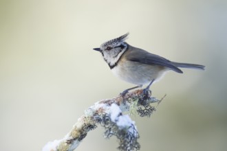 Crested tit Lophophanes cristatus adult bird on a snow covered tree branch in winter, Scotland,