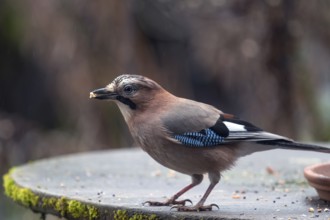 Eurasian jay (Garrulus glandarius) picking grains from a patio table, Bavaria, Germany, Europe