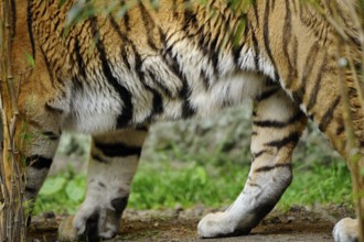 Close-up of the legs of a tiger with striped fur in a natural environment, Siberian tiger (Panthera