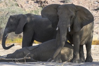 Desert elephants (Loxodonta africana) in the Ugab dry river, Damaraland, Kunene region, Namibia,