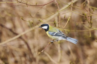 Great tit (Parus major) sitting on a branch, Bavaria, Germany, Europe