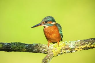 Common kingfisher (Alcedo atthis) sitting on a branch with autumncolours, wildife, Catalonia,