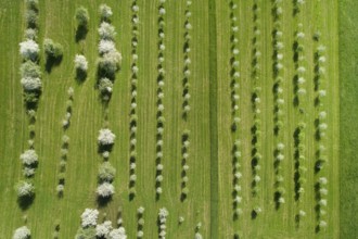Bird's eye view of blossoming fruit tree plantation, Canton Thurgau, Switzerland, Europe