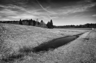 Water basin, wetland, black and white, Weiherwiesen nature reserve, Essingen, Swabian Alb,