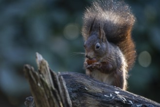 Squirrel (Sciurus vulgaris), Emsland, Lower Saxony, Germany, Europe