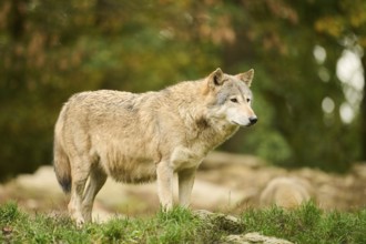 Eastern wolf (Canis lupus lycaon) standing on a meadow, Bavaria, Germany, Europe