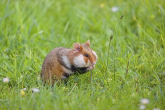 A European hamster (Cricetus cricetus), Eurasian hamster, black-bellied hamster or common hamster,