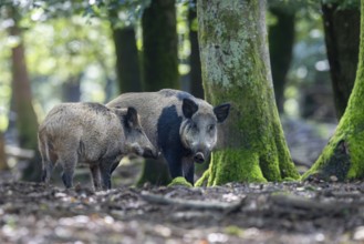 Wild boar (Sus scrofa), Vulkaneifel, Rhineland-Palatinate, Germany, Europe
