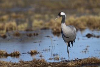 Common crane (Grus grus), Hornborga, Sweden, Europe