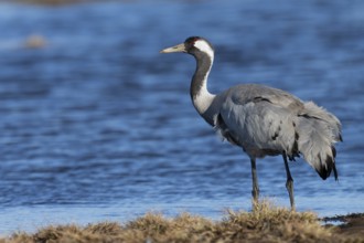 Common crane (Grus grus), Hornborga, Sweden, Europe