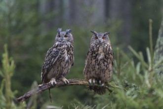 One female and one male Eurasian Eagle Owl, Bubo bubo, perched on a branch. A forest in the