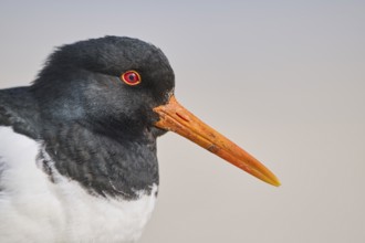 Eurasian oystercatcher (Haematopus ostralegus) portrait, on the beach, Düne, Helgoland,