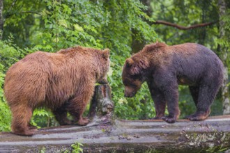 A male and a female Eurasian brown bear (Ursus arctos arctos) meet on a rotting log lying on the
