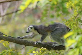 A ring-tailed lemur (Lemur catta) climbs high up in a tree on a branch surrounded by fresh green