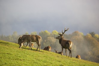 A herd of red deer (Cervus elaphus) stands in a meadow, A forest with autumn leaves can be seen in