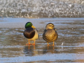 Mallard (Anas platyrhynchos), male and female ducks resting on a frozen lake in winter, Hesse,
