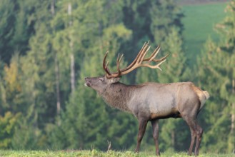 An Altai maral stag (Altai wapiti or Altai moose) (Cervus canadensis sibiricus) stands flehming on