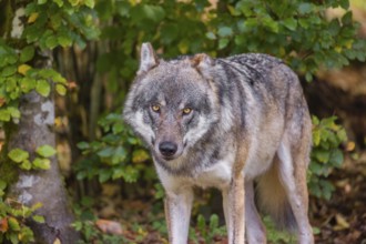 A eurasian gray wolf (Canis lupus lupus) stands at a forest edge