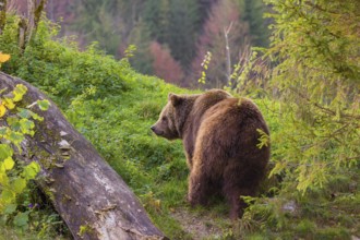 An adult female brown bear (Ursus arctos arctos) walks on a hilly terrain with trees and rocks
