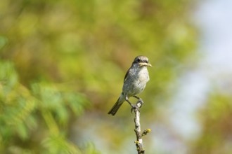 Red-backed shrike (Lanius collurio) wbl Germany
