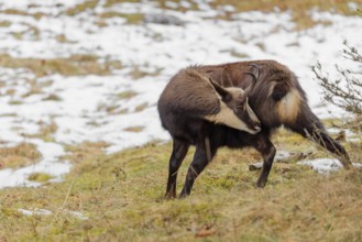 An adult male chamois (Rupicapra rupicapra) stands in a partially snow covered meadow and grooms