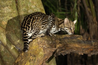 Ocelot (Felis pardalis) Pantanal Brazil