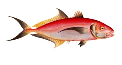 Fish, fish, group of perch relatives, scomber predator, red mackerel, the red mackrel, Historical,