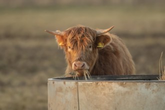 Highland cattle or cow (Bos taurus taurus) juvenile baby farm animal eating hay from a trough,