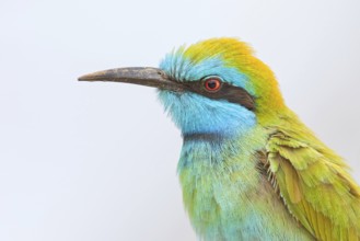 Green bee-eater (Merops orientalis), Mirbat, Salalah, Dhofar, Oman, Asia