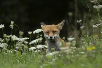 Red fox (Vulpes vulpes) adult animal in grassland countryside with wildlflowers in the summer,