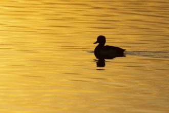Tufted duck (Aythya fuligula) silhouette of an adult bird on a lake at sunset, England, United