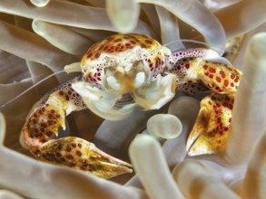 Lively porcelain crab, spotted porcelain crab (Neopetrolisthes maculatus), hidden in a sea anemone,